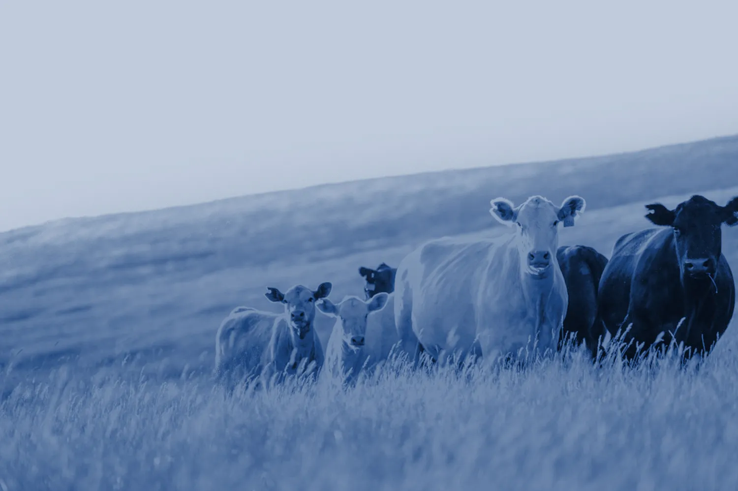 CentriVet Blood Glucose & Ketone Meter