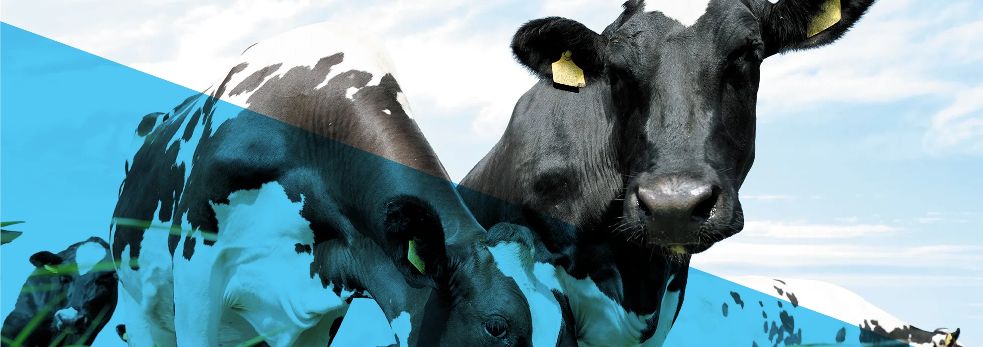 Dairy_1086989849-overlay Goff-Bol Solanum Bolus